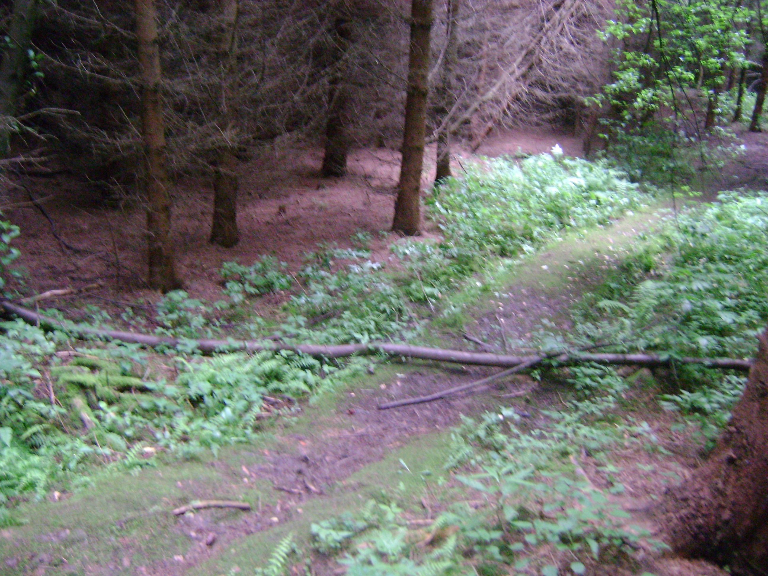 dsc00617