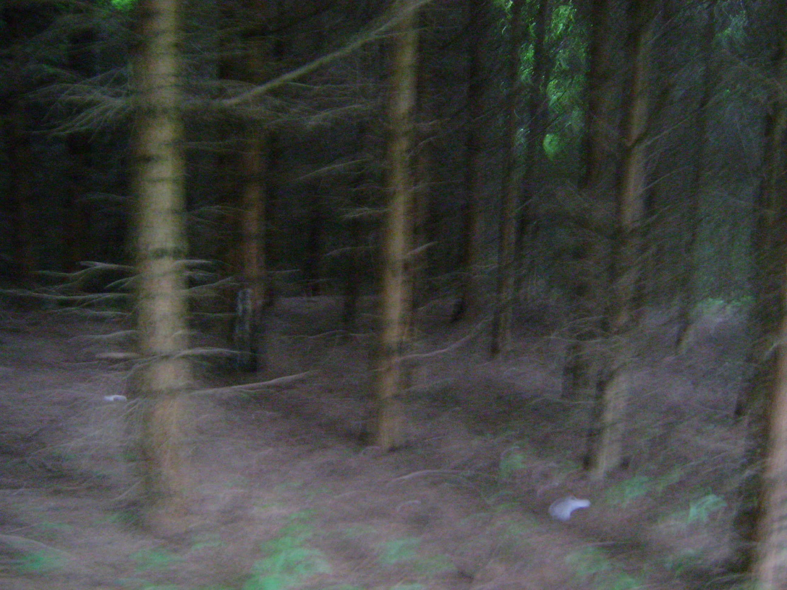 dsc00631
